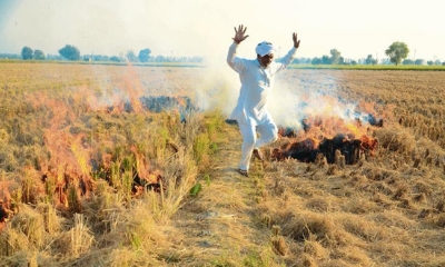 Economic logic of setting paddy fields on fire